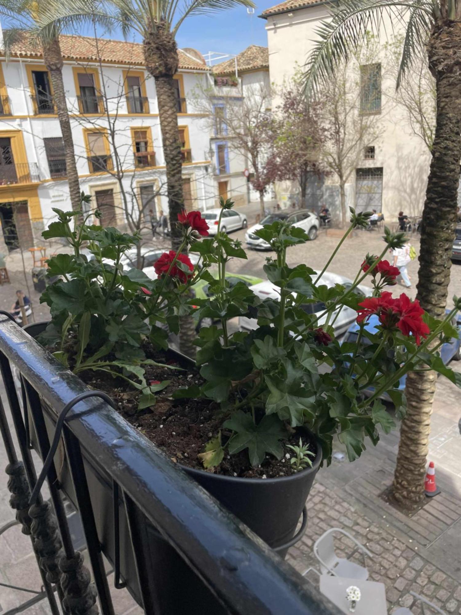 Apartamento Centrico Corredera Córdoba Eksteriør bilde